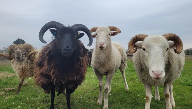 Sheep at Leybourne Chase