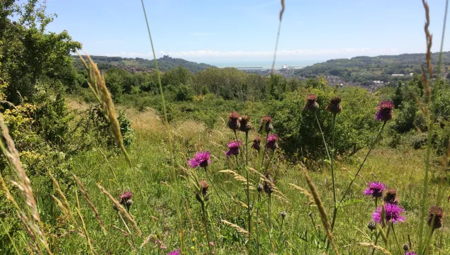View from Old Park Hill towards the English Channel.  Black Knapweed flowers in the foreground