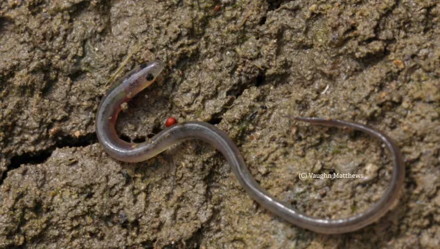European eel (C) Vaughn Matthews