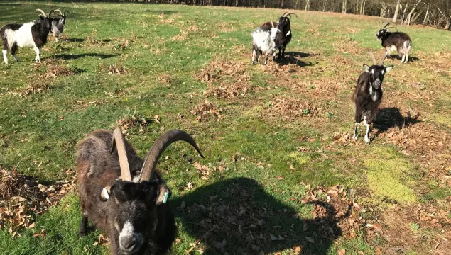 Bigbury goats