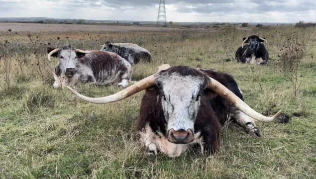 Bob and the other Longhorns sitting in a field