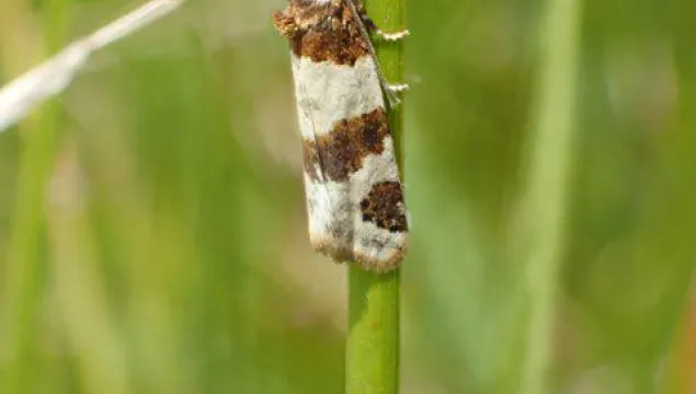 Tiree Twist moth rediscovery Lydden June 2025