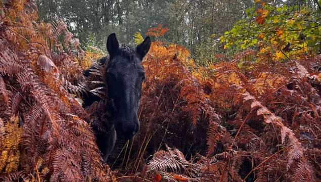a black pony walking through ferns
