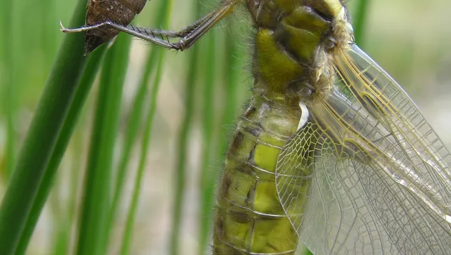 emerging dragonfly