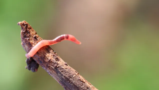 earth worm