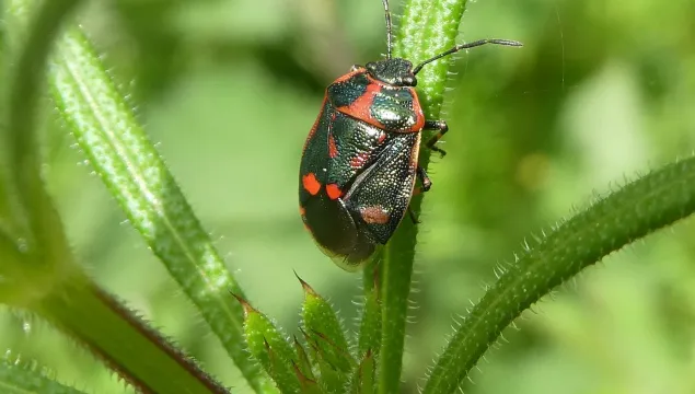 Crucifer-Shieldbug
