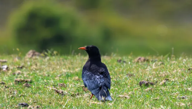 chough chick 2025 on grass
