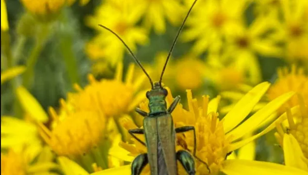 Ragwort with a Thick Knee Beetle sitting on top