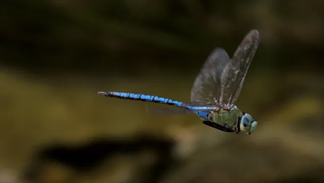 Emperor dragonfly Anax imperator in flight