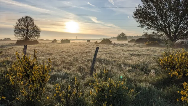 Beautiful wood with sun shining down