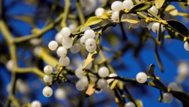 Mistletoe