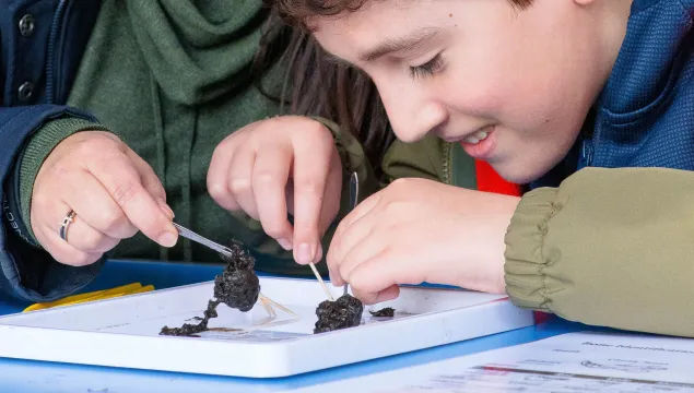 A child and an adult using tweezers to dissect an owl pellet