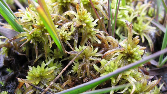 Sphagnum Moss