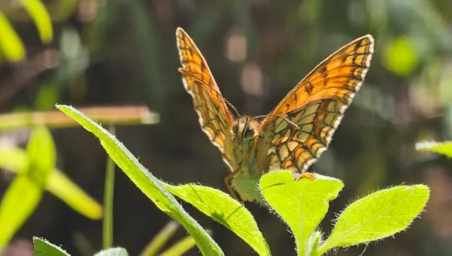 heath fritillary