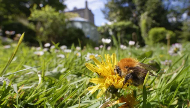 A carder bee on a dandelion, with trees and a house in the background.