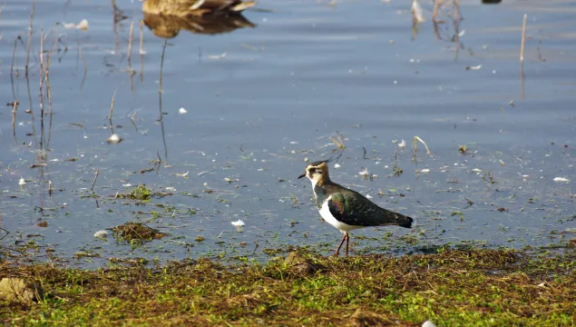 A lapwing at the edge of a lake