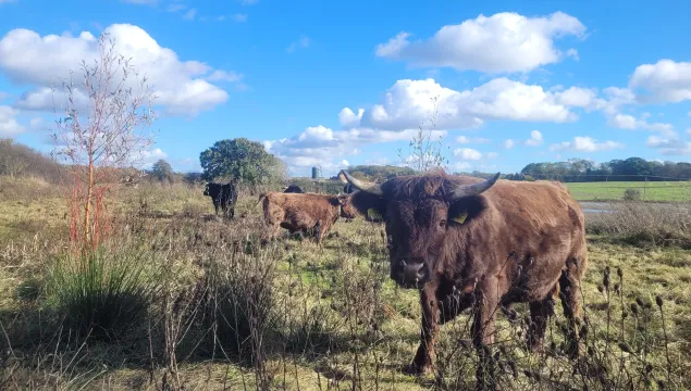 A brown mini dexter looking at the camera with 3 other dexters grazing in the background