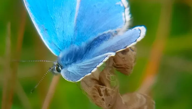 Adonis Blue butterfly resting on a plant