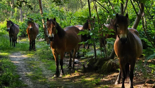 Five Exmoor ponies look at the camera whilst standing in the woods on a summers day.