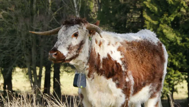 Portrait of a Longhorn cow with a NoFence Collar on.