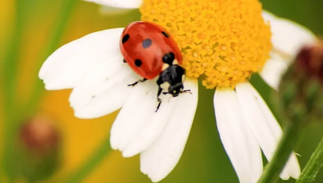 Ladybird