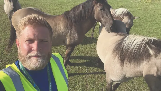 Iain, livestock checker, standing in front of konik ponies.