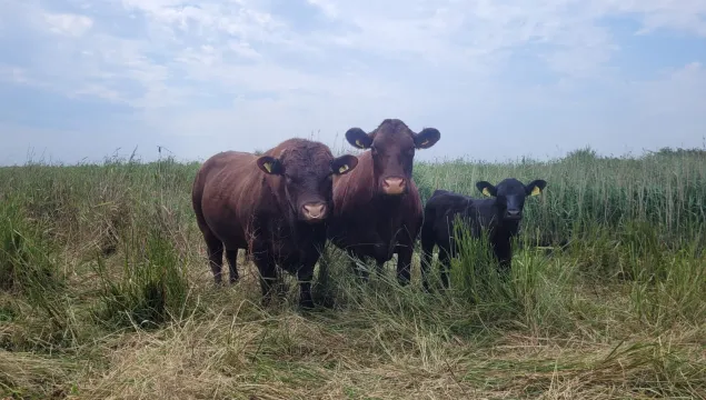 Two cows and a calf grazing at Oare Marshes