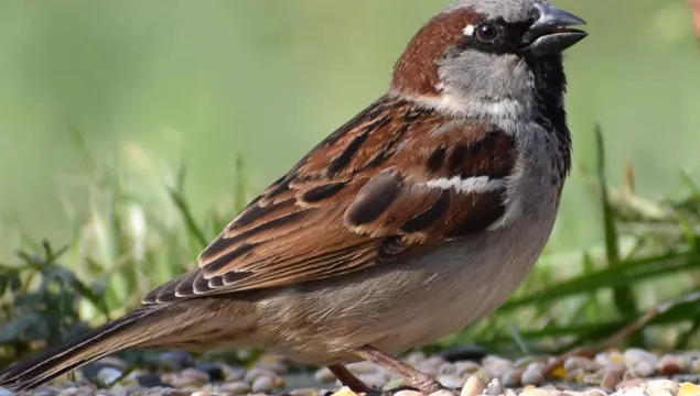 sparrow