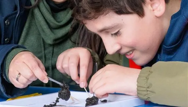 A child dissecting an owl pellet