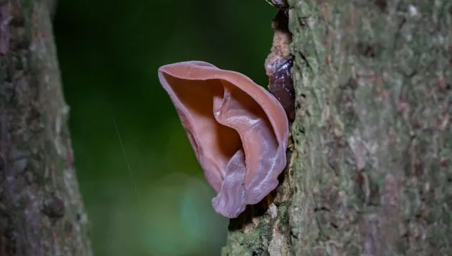jelly ear fungus