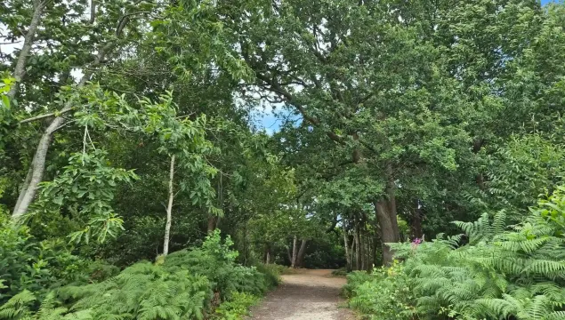 A path leading through Oaken Wood.