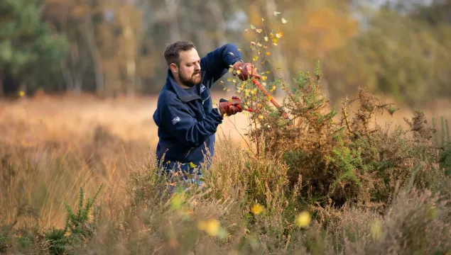 Person volunteer cutting tree with tools