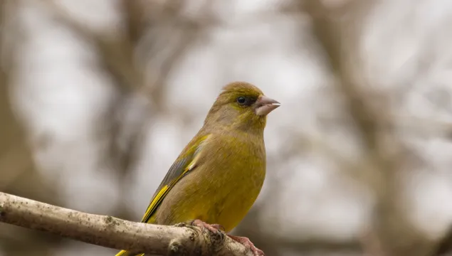 A greenfinch on a branch.