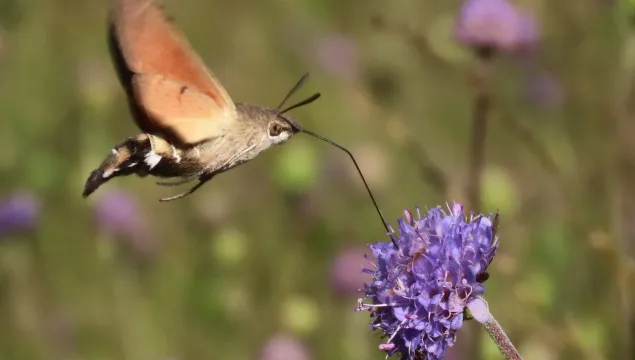 A hummingbird hawk moth and a purple flower.