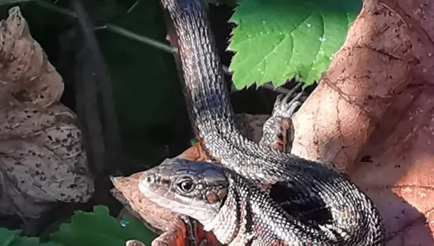 A lizard on a brown leaf.