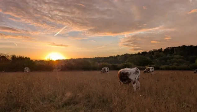Ironhurst valley longhorn cows at sunset