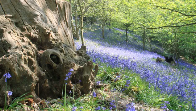 Bluebells in woodland