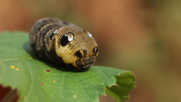 Elephant hawk-moth caterpillar © Vaughn Matthews