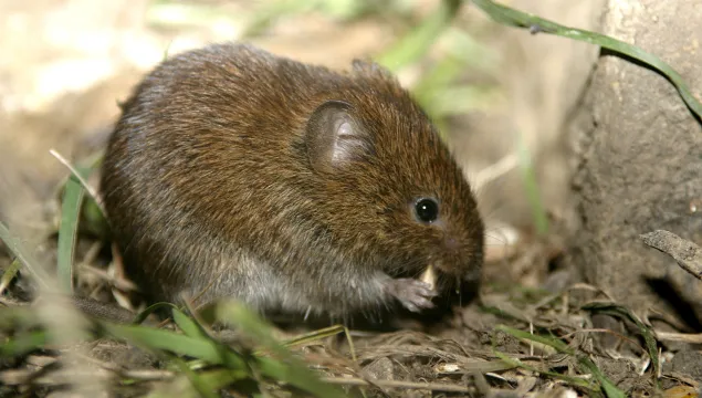 A bank vole at Hewitts Chalk Bank.