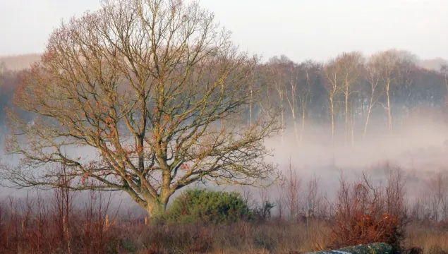 Tree at hothfield heathlands in the winter with a low line of fog behind it