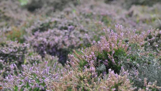 Hothfield heather in flower