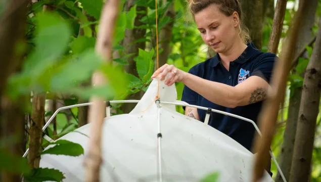 Kora doing monitoring work in the blean