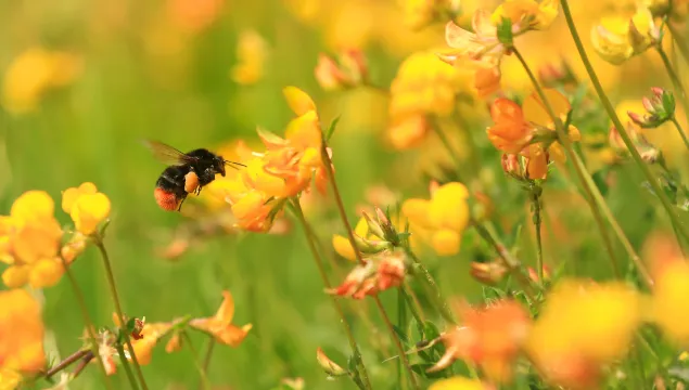 red-tailed bumblebee