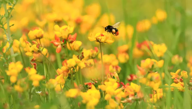 red-tailed bumblebee