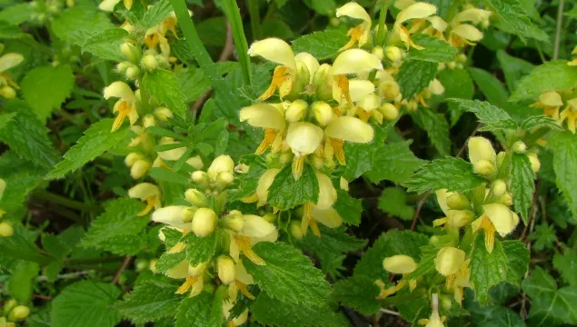 Sladden Wood yellow archangel 