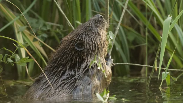  Beaver Eating at Ham Fen by Terry Whittaker