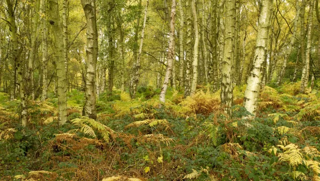 Birch woodland in autumn ©Ben Hall/2020VISION