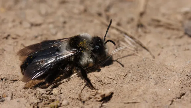 Ashy mining bee