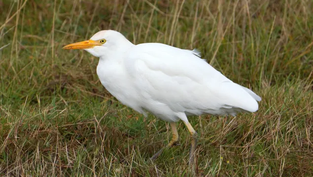 Cattle egret