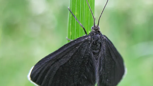 Chimney sweeper moth